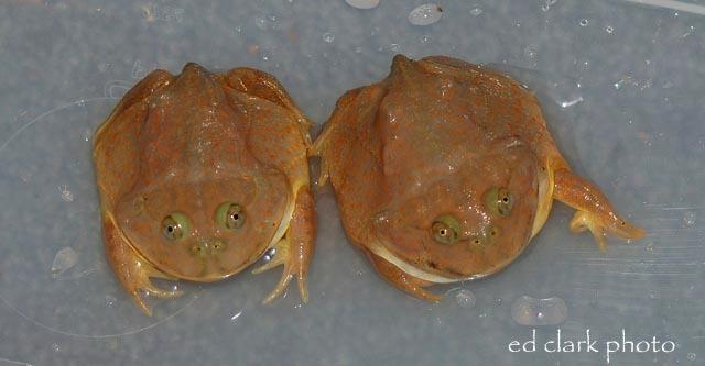 Lepidobatrachus laevis  07.jpg